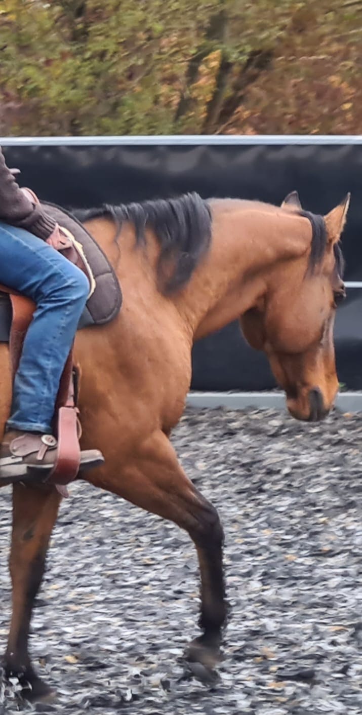 pferdetraining-pfalz-freies-reiten