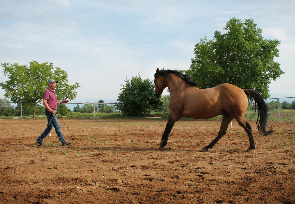 pferdetraining-pfalz-bodenarbeit-freiarbeit2