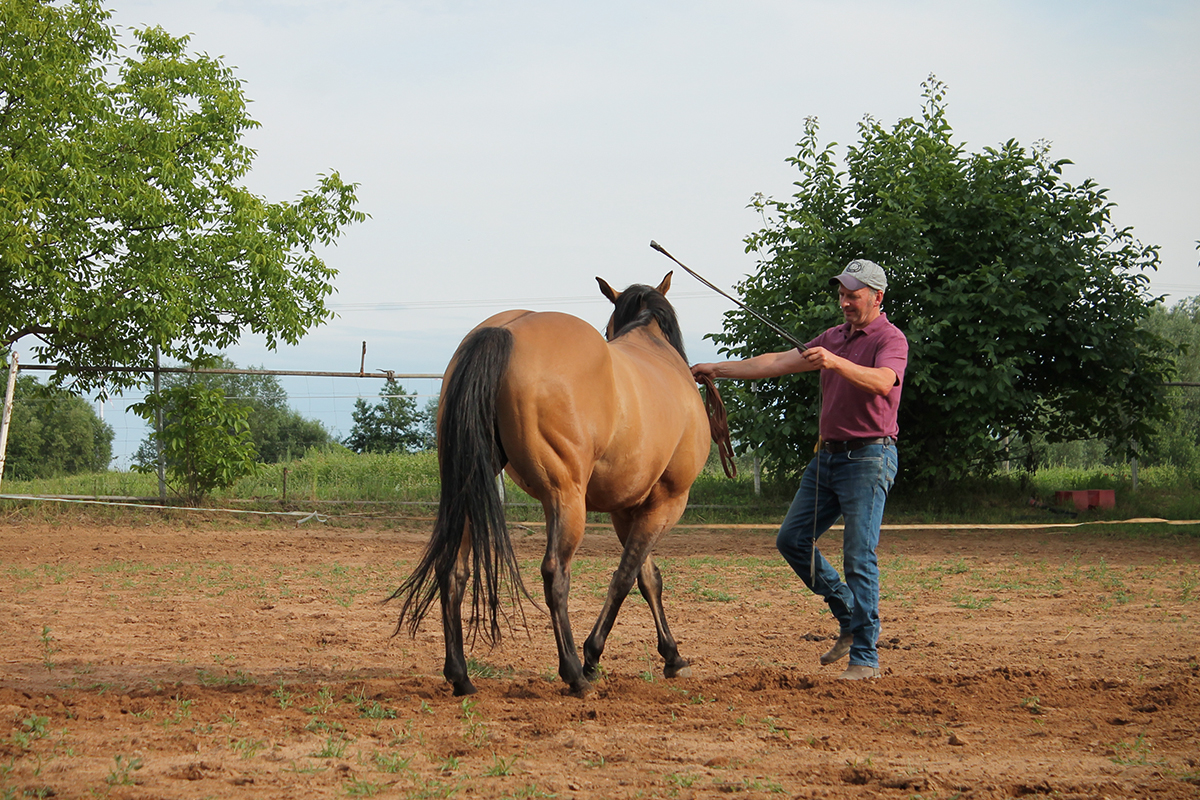pferdetraining-pfalz-bodenarbeit-seitengang2