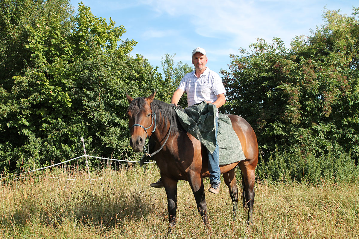 pferdetraining-pfalz-jungpferdetraining1