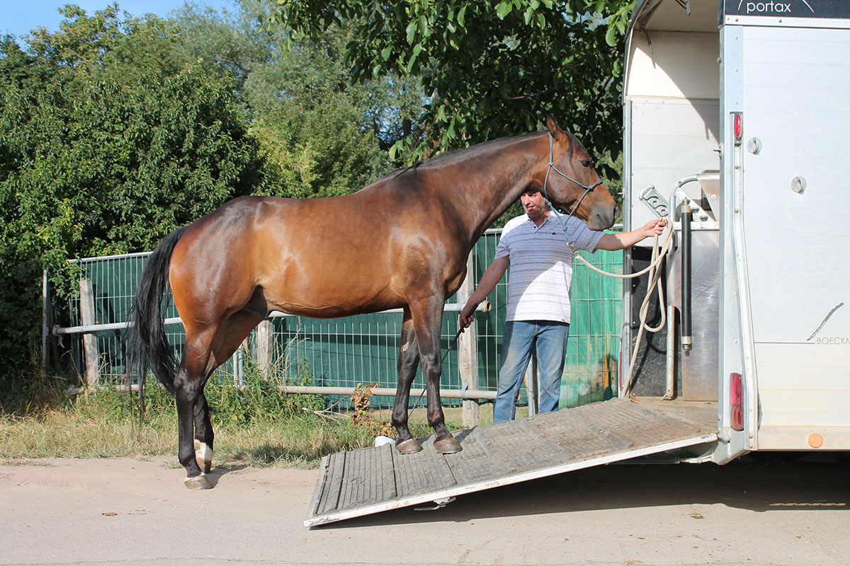 pferdetraining-pfalz-verladetraining6