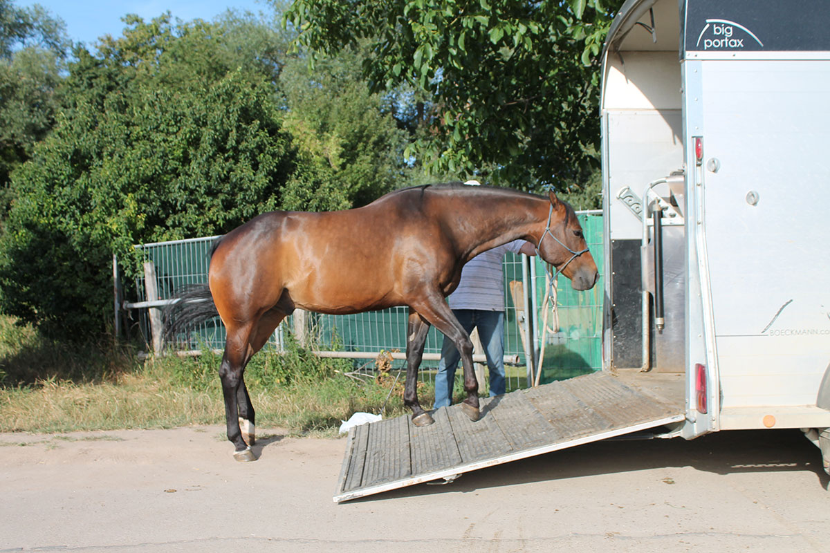 pferdetraining-pfalz-verladetraining7